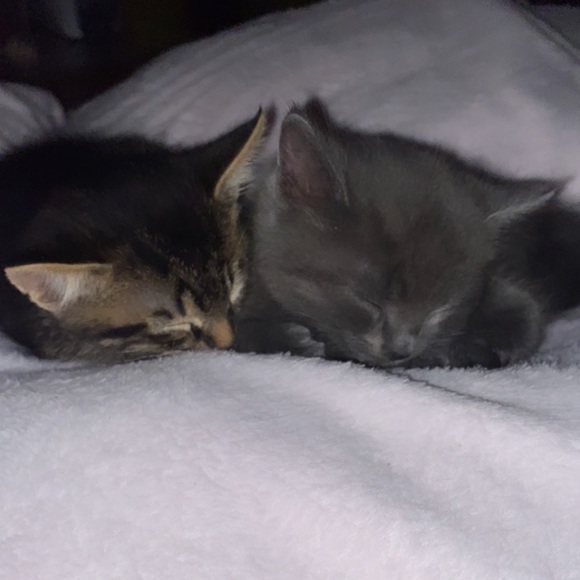 Meet your Posher, Leila - Picture 3 of 3